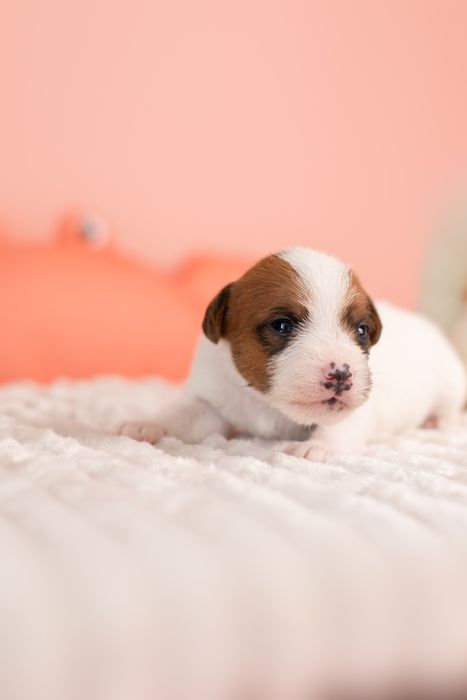 Suczka Parson Russell Terrier - ZKwP
