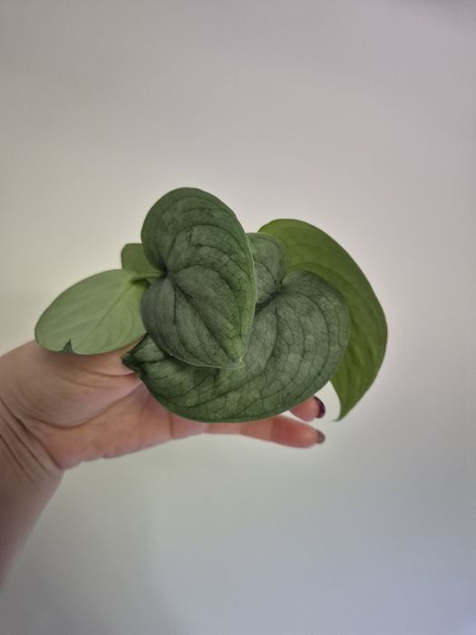 Scindapsus Silver Hero