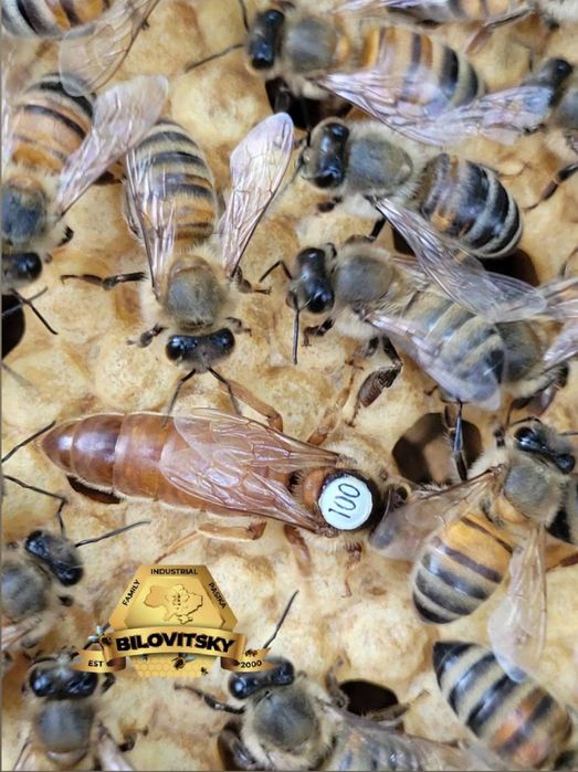 Продам пчеломаток  Italian Ligustica