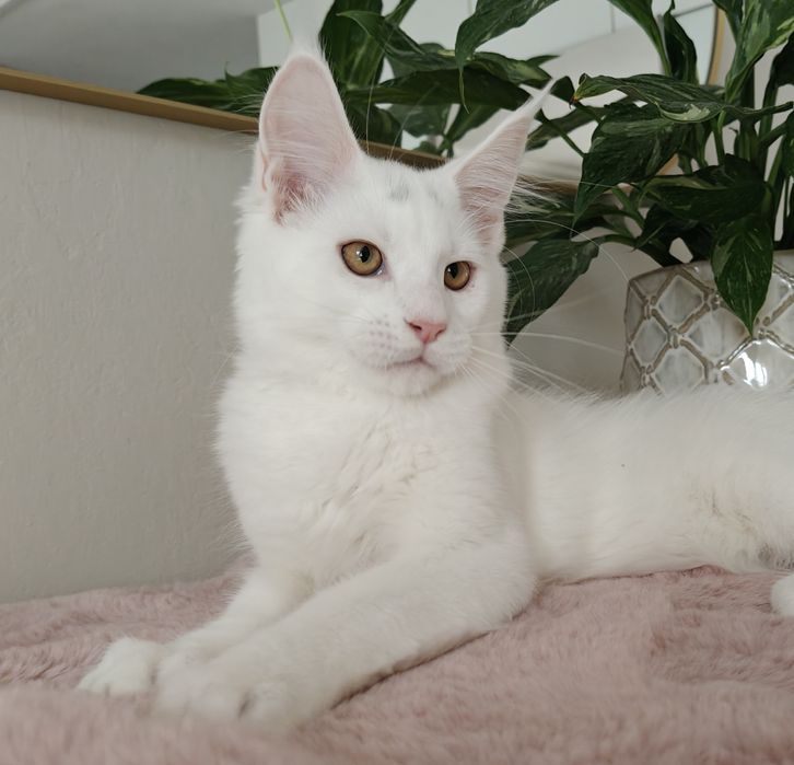 Wito duży biały kocurek Maine Coon