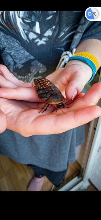 Таргани Мертва голова або Голова мерця На Корм