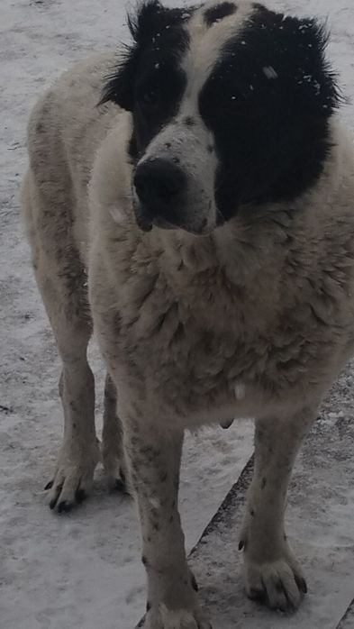 САО Алабай цуценята
