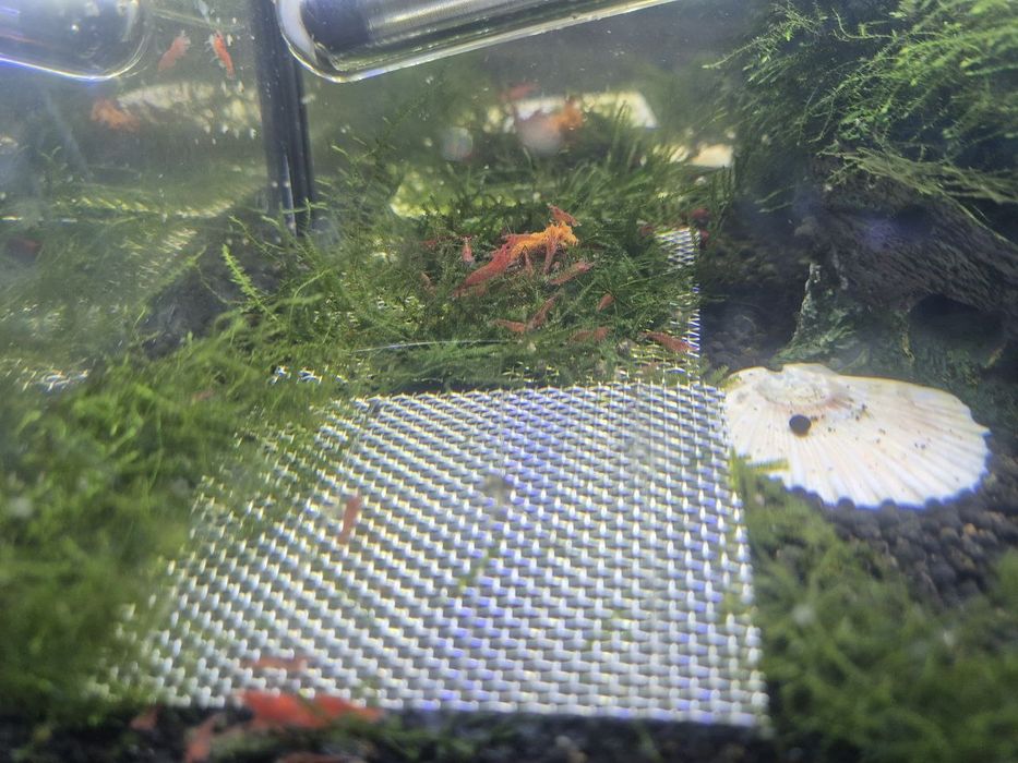 Camarões Red Cherry