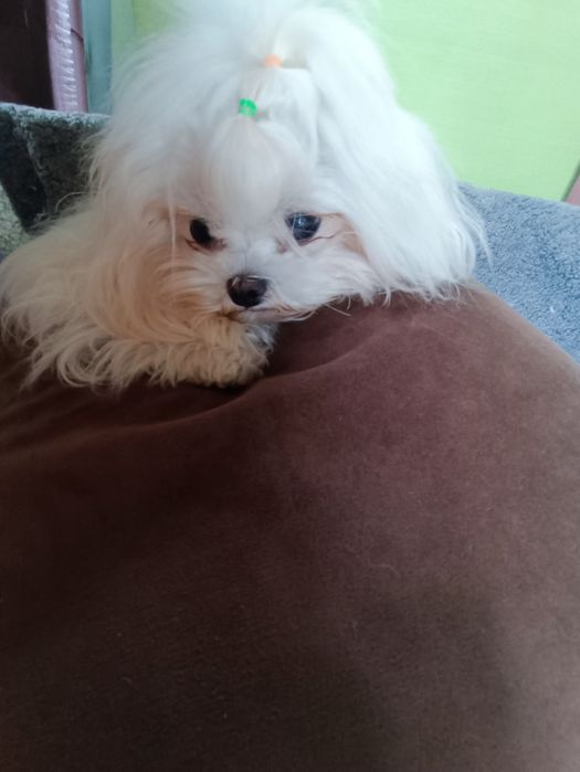 Мальтезе дівчинка