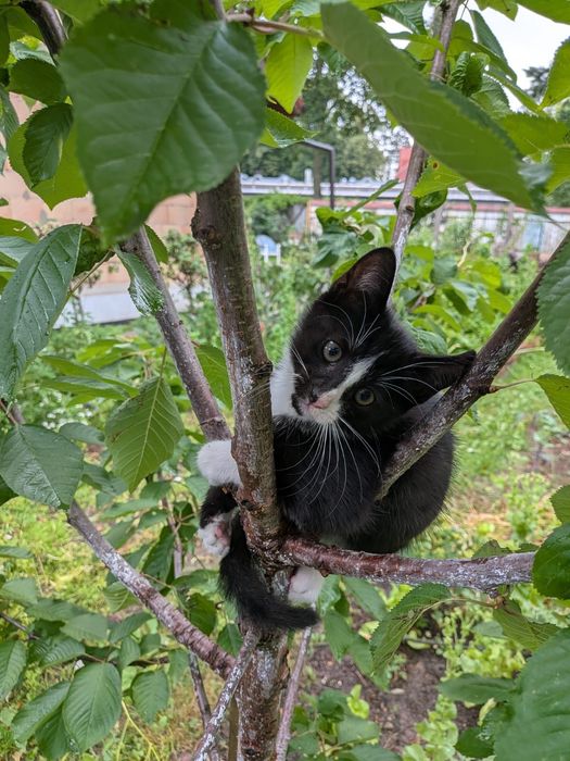 Kocurek do adopcji (telegram)