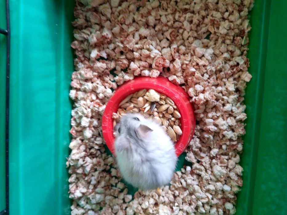 Хомячки Кременчуг