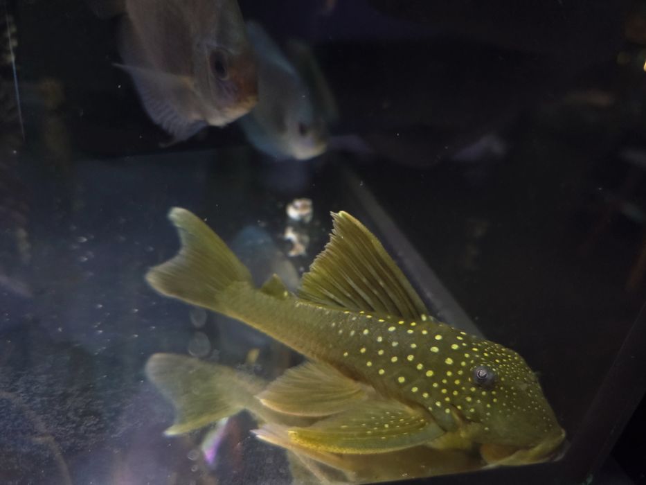 Zbrojnik L200 green phantom (Hemiancistrus subviridis) odłów f0