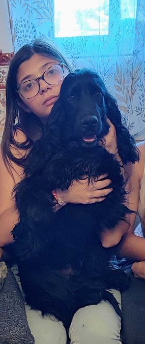 Cocker spaniel inglês reprodução com pedigree