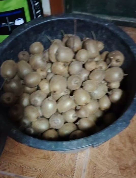 Vendo kiwi biológicos 0 produtos.