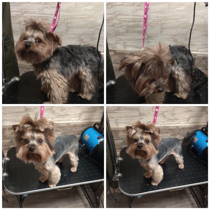 Стрижка(груминг)малых и средних пород собак.В г.Городня. .