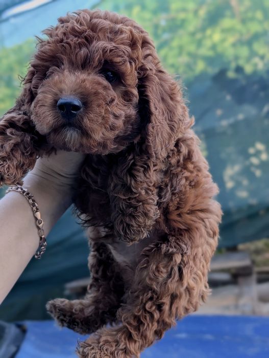 Мініатюрний принц Мальтіпу Red Brown — кукольний хлопчик з доставкою