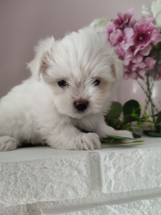 Maltańczyk szczeniak mini