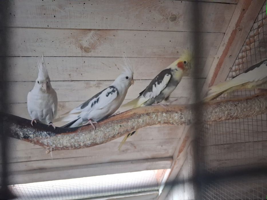 Nimfy. młode i starsze