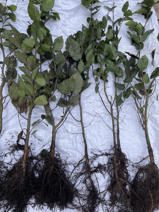 Sadzonki grabu 40-60 cm | Grab na żywopłot | Carpinus betulus