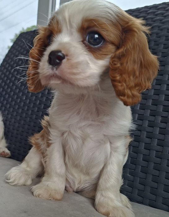 Cavalier King Charles spaniel