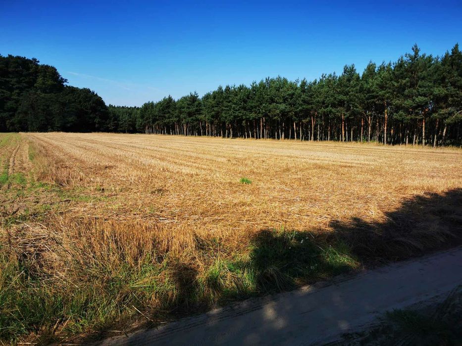 Działka 5000 m² z WZ – Żegrowko, gmina Śmigiel