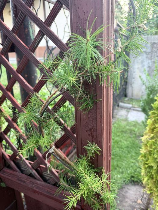 Формована модрина 1200 грн