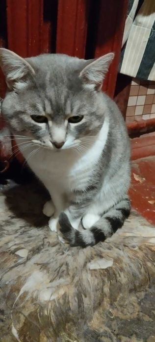 отдам кота в добрые руки