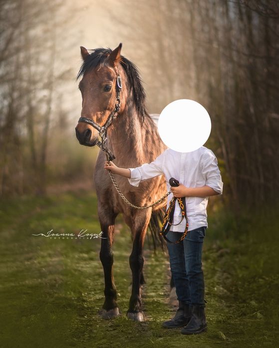 Na sprzedaż chwytający za oko Kuc Walijski