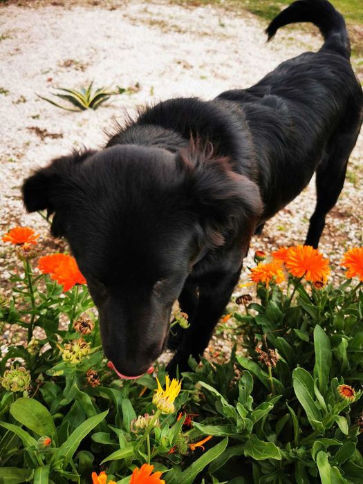 Adoção cão e gato