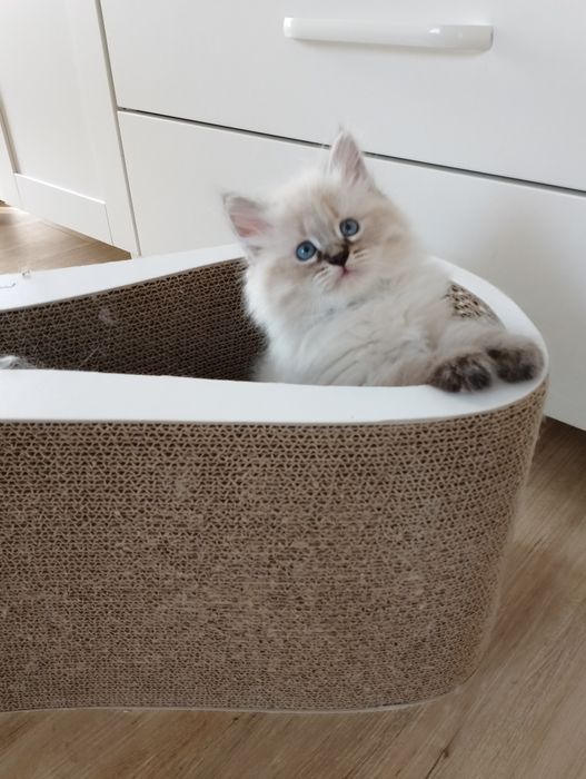 Neva Masquerade kocurek Etten Nenufar*PL