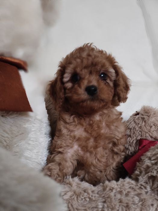 Мальтипу мальчик мини