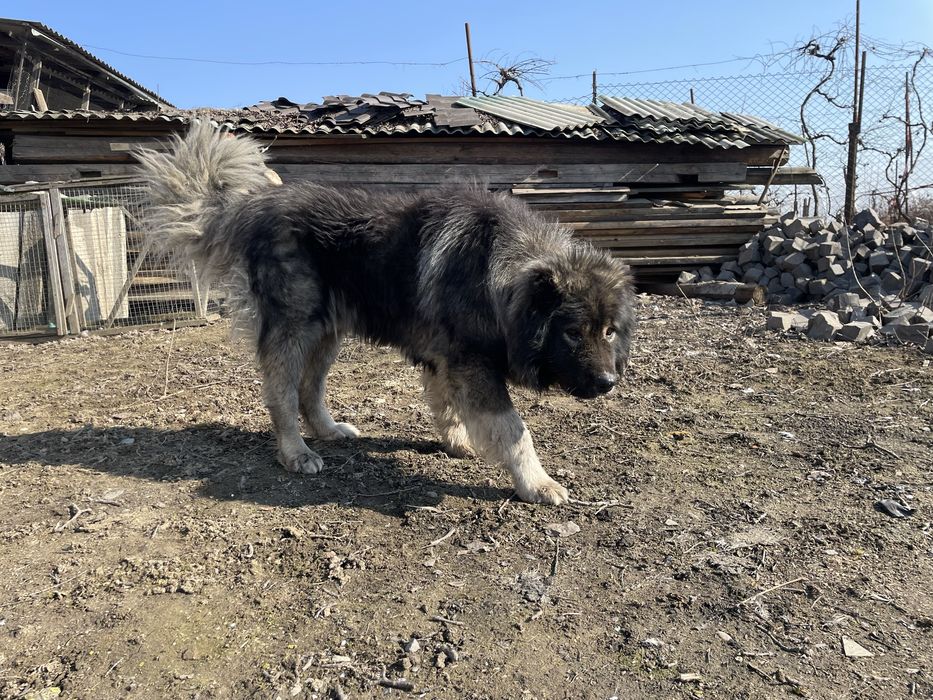 Вʼязка кавказька вівчарка