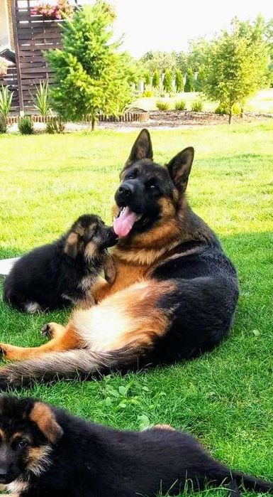 Owczarek Niemiecki Krótkowłosy Szczeniak FCI WYJĄTKOWY PRAWDZIWY RODOW