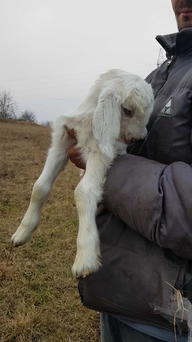 Козочка нубійська