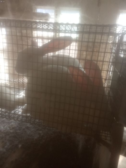 Кролі Термонці та Європейське срібло