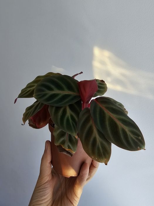 Planta pequena calathea