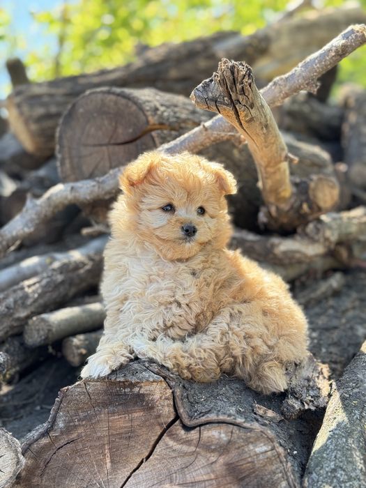 Мальтипу помапу криаой рог лабрадудль кавапу мини