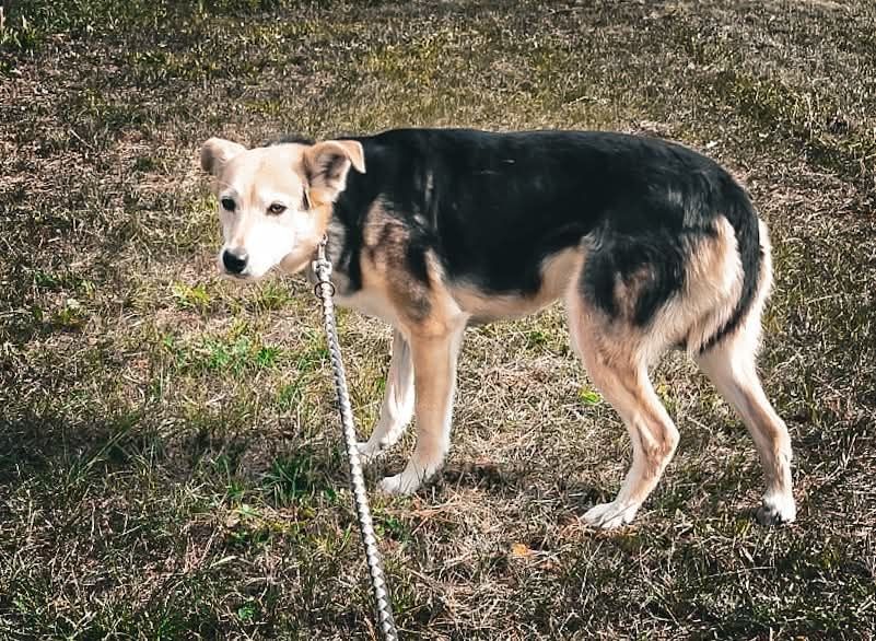 Felix - spokojny pies do adopcji, wrażliwy, zgodny z psami