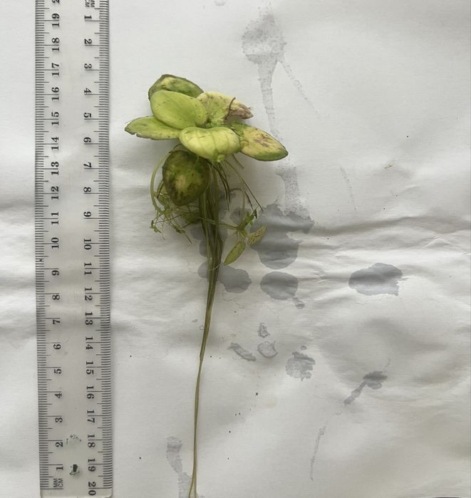 Лімнобіум (Limnobium laevigatum)