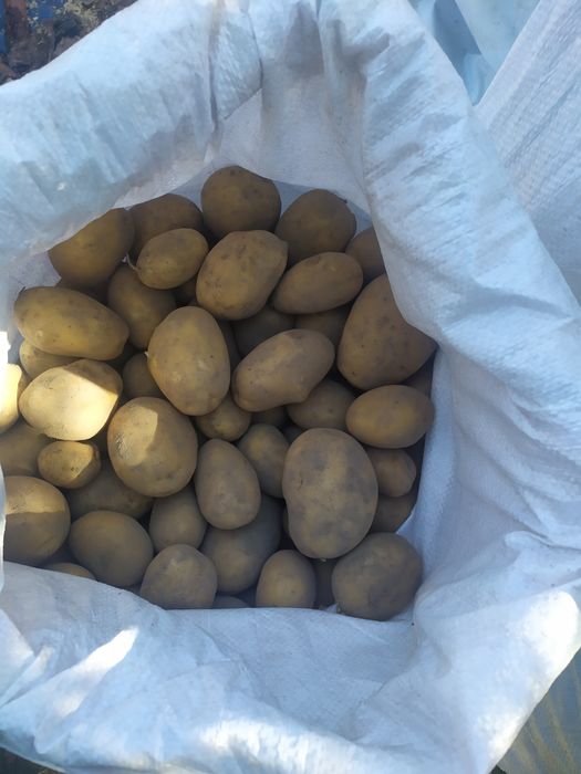 Ziemniaki Queen Anne Królowa Anna