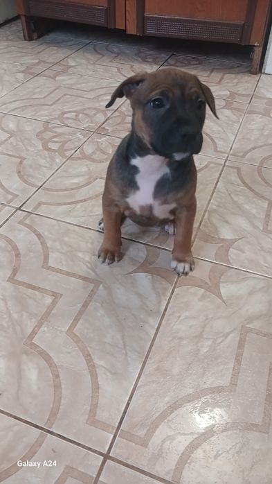 Продажа Амстаффа