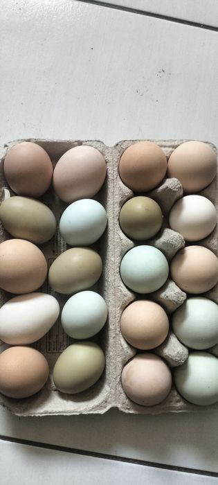 Jaja lęgowe kurze kolorowe 20szt
