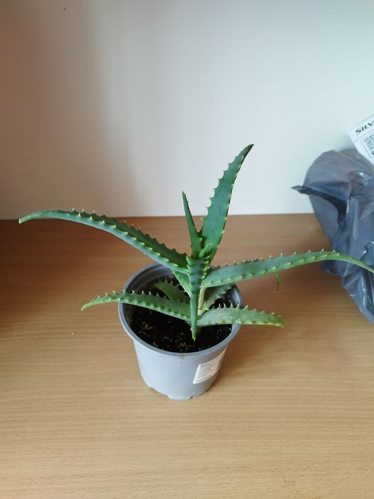 Aloes sadzonka kwiat leczniczy