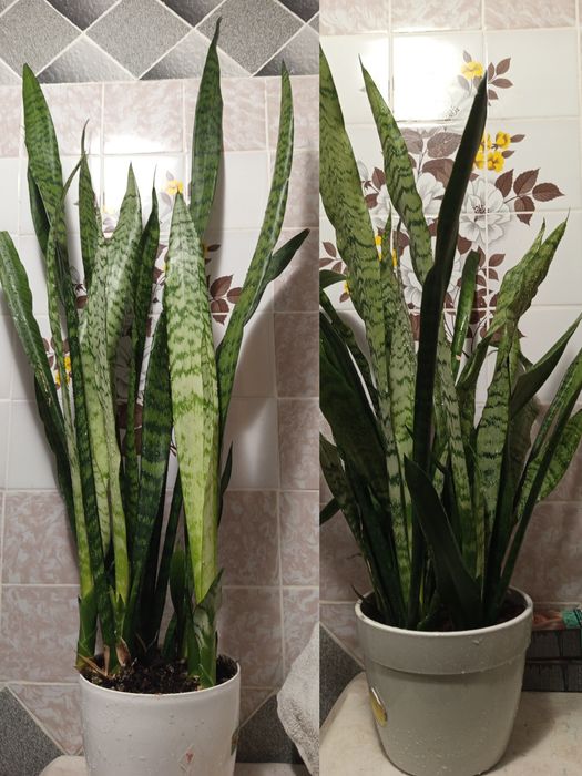 Сансевієрія/сансев'єрія/тещин язик