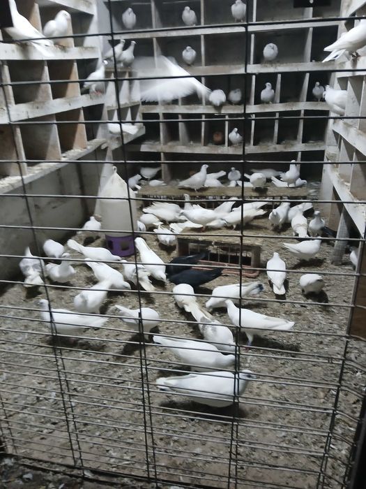 Sprzedam gołębie jasne