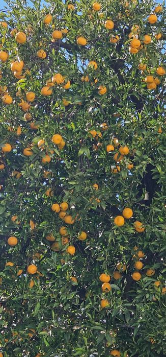 Laranjas e Tangerinas