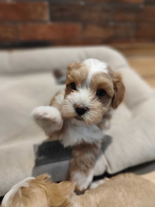 Hawańczyk rodowód FCI