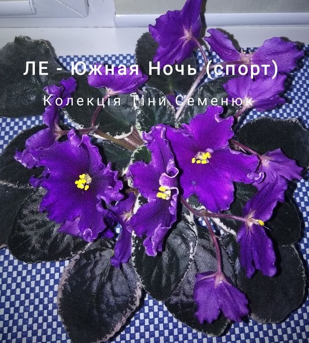 Сортові фіалочки фіалки