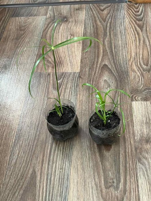 Квіти кімнатні різні