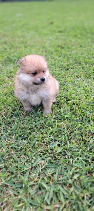 Spitz alemão lindo
