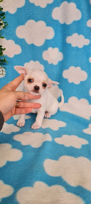 Excecional menino mini Chihuahua/Chiuaua de Qualidade