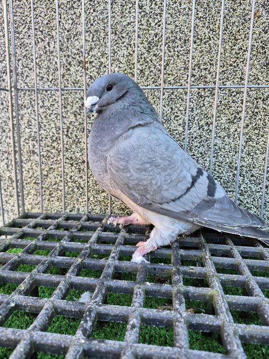 Show racer gołębie