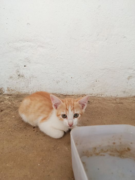 Gatinha bebé para adoção