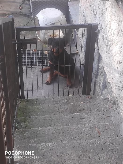 Rottweiler szczenię suczka FCI
