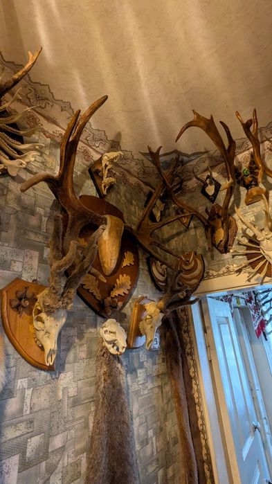 Колекція мисливських трофеїв